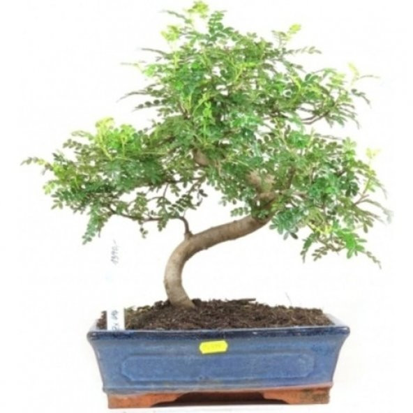 İthal Karabiber Bonzai Ağacı Tohumu Ekim Seti + Saksı + Toprak