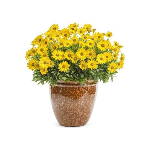 Nadir Afrika Papatyası Tohumu Papatya Tohumu 5 Tohum+Saksı+Toprak