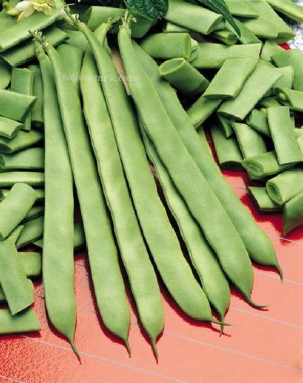 Alman Kılçıksız Ayşe Fasulye Tohumu Ekim Seti 15 Tohum + Saksı+ - 2