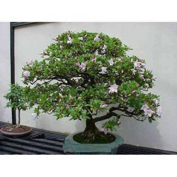 Bodur Tesbih Bonzai Ağacı Tohumu Ekim Seti 5 Tohum +Saksı+Toprak - 3