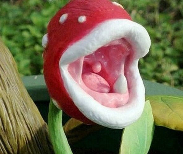 Etçil Etobur Sinek Kapan Tohumu Ekim Seti 5 Tohum + Saksı + Topra