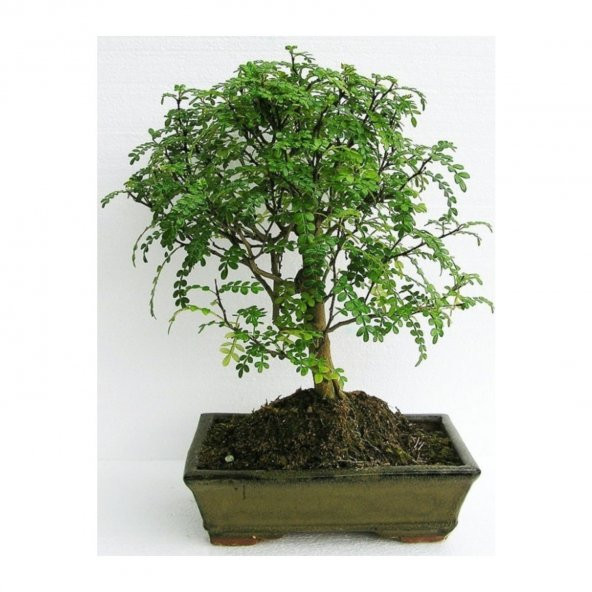 İthal Karabiber Bonzai Ağacı Tohumu Ekim Seti + Saksı + Toprak - 3