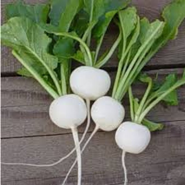 İthal Beyaz Turp Tohumu 50 Tohum + Süpriz Hediye Tohum - 3