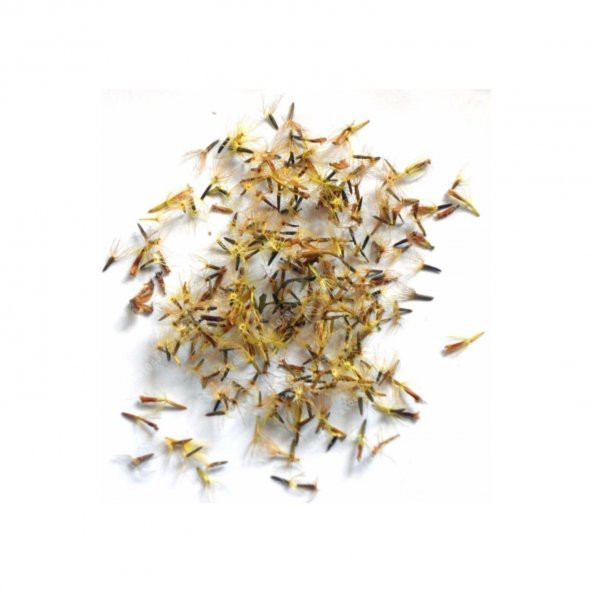 Stevia Tohumu Şeker Otu Tohumu 10 Tohum + Süpriz Hediye Tohum - 3
