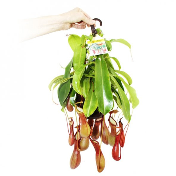Venus Fly Trap + Nepentes Etobur Bitki Tohumu Etçil Sinek Kapan - 6