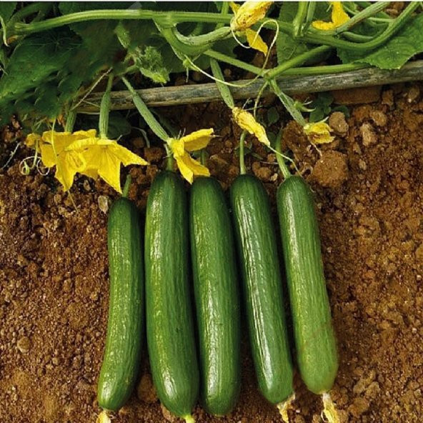 Mis Kokulu Çengelköy Salatalık Tohumu Ekim Seti 20 Tohum + Saksı - 3