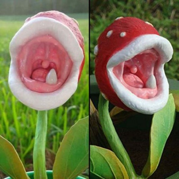 Etçil Etobur Sinek Kapan Tohumu Ekim Seti 5 Tohum + Saksı + Topra - 2