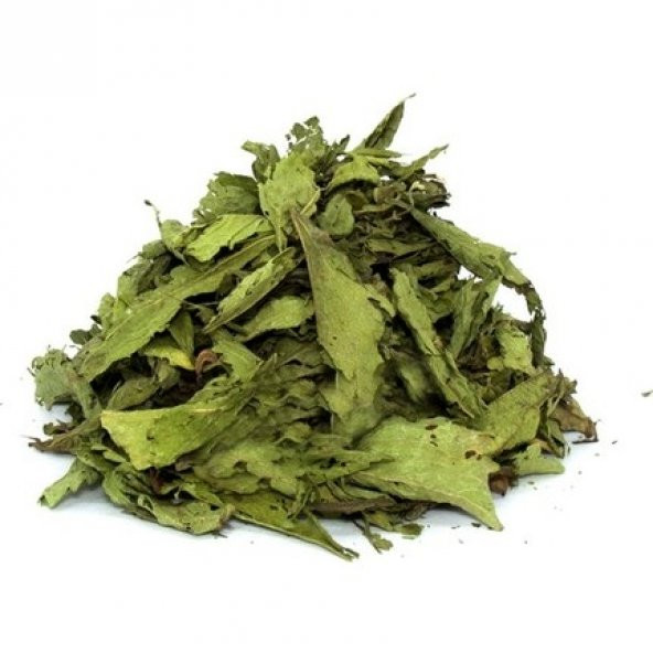 Stevia Tohumu Şeker Otu Tohumu 10 Tohum + Süpriz Hediye Tohum - 4