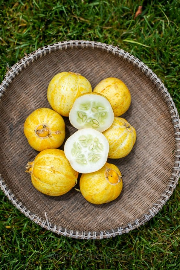 Nadir İthal Limon Salatalık Tohumu 5 Tohum + Süpriz Hediye Tohum - 3