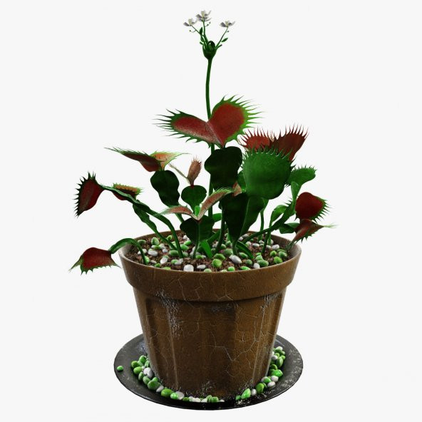 Venus Fly Trap + Nepentes Etobur Bitki Tohumu Etçil Sinek Kapan - 5