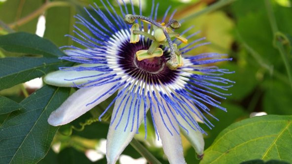 Nadir Passiflora Tohumu 3 Tohum Pasiflora Çarkı Felek + Süpriz - 2
