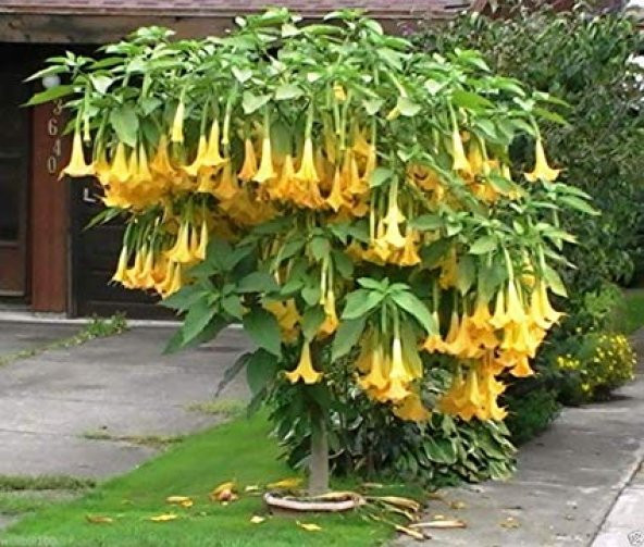 Angel Trumpet Ekim Seti 3 Tohum Meleklerin Borusu + Saksı+ Toprak