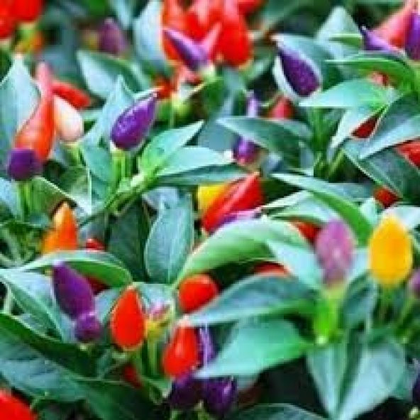 Yediveren Acı Süs Biberi Tohumu Ekim Seti 20 Tohum + Saksı+Toprak - Resim 2