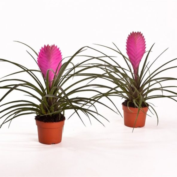 İthal Tillandsia Tohumu Ekim Seti 5 Tohum +Saksı+Toprak - 2