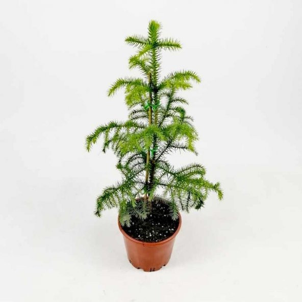 Arokarya Tohumu Ekim Seti 3 Tohum Salon Çamı +Saksı+Toprak - 3