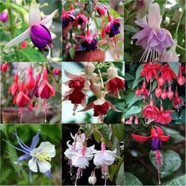 Karışık Küpeli Çiçeği Tohumu Ekim Seti 5 Tohum + Saksı + Toprak - Resim 5