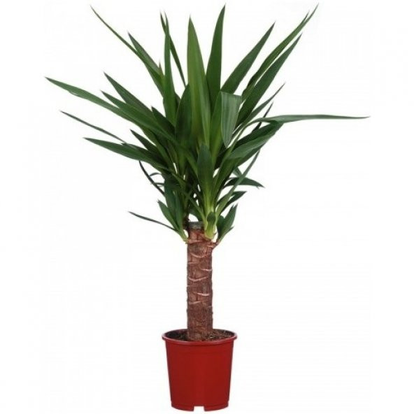 Yucca Tohumu Ekim Seti 3 Tohum Avize Çiçeği + Saksı + Toprak - 2