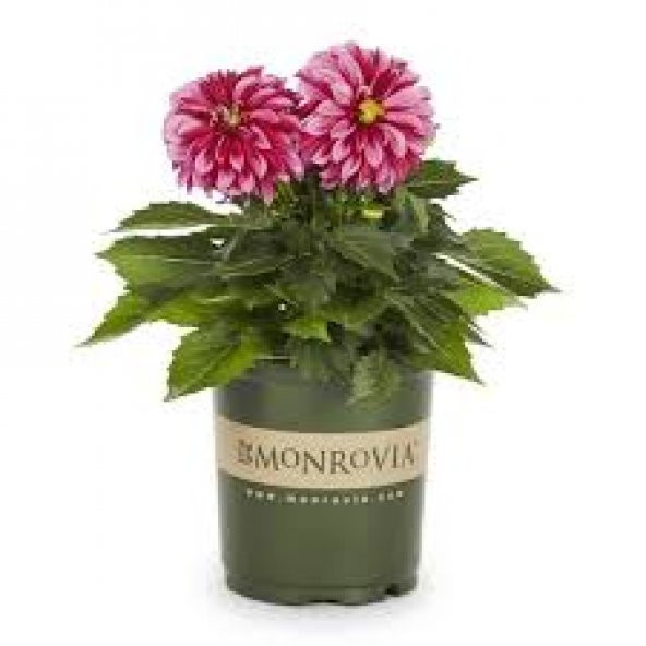 Karışık Dahlia Tohumu Ekim Seti 5 Tohum + Saksı + Toprak - 2