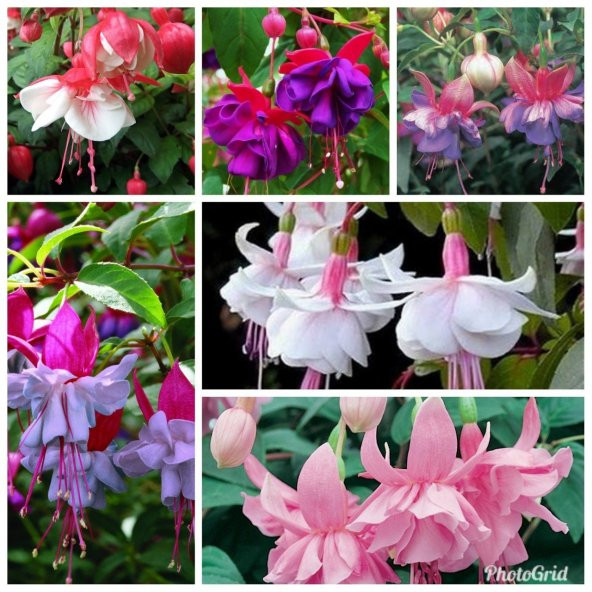 Karışık Küpeli Çiçeği Tohumu Ekim Seti 5 Tohum + Saksı + Toprak - Resim 6