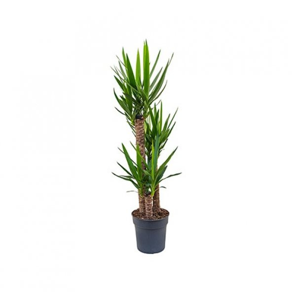 Yucca Tohumu Ekim Seti 3 Tohum Avize Çiçeği + Saksı + Toprak - 3
