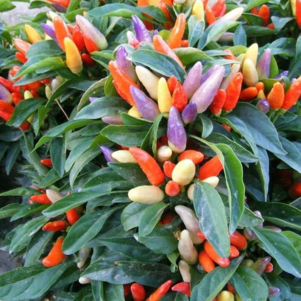 Yediveren Acı Süs Biberi Tohumu Ekim Seti 20 Tohum + Saksı+Toprak - Resim 4