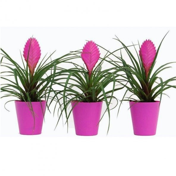 İthal Tillandsia Tohumu Ekim Seti 5 Tohum +Saksı+Toprak - 3