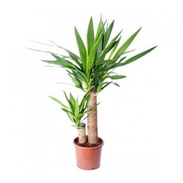 Yucca Tohumu Ekim Seti 3 Tohum Avize Çiçeği + Saksı + Toprak - 4