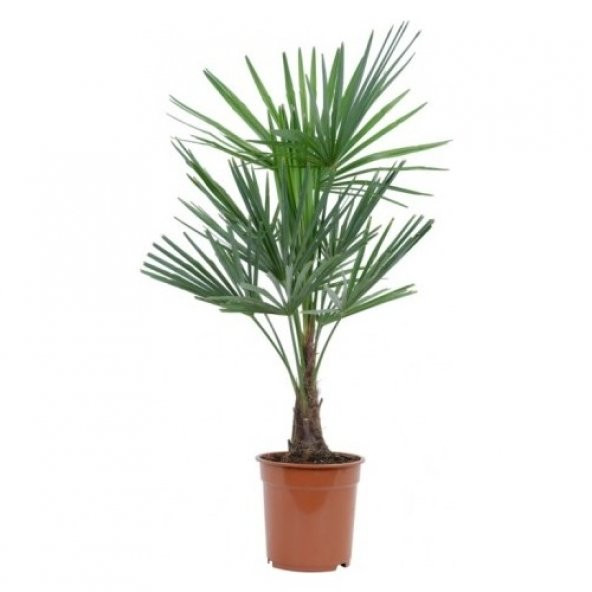 Washingtonia Robusta Palmiye Ağacı Tohumu 3 Tohum + Süpriz Hediye - 3