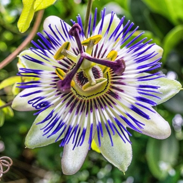 Nadir Passiflora Tohumu 3 Tohum Pasiflora Çarkı Felek + Süpriz - 4