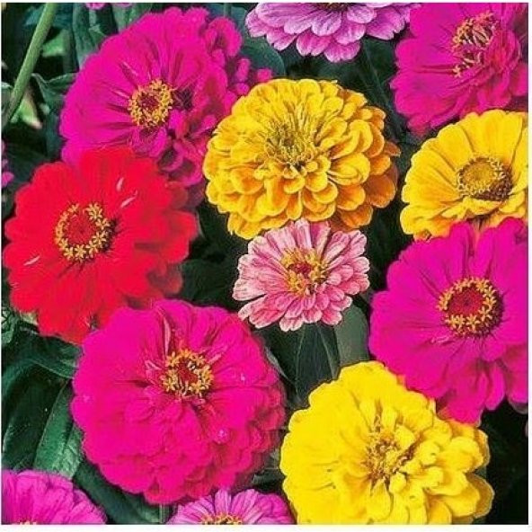 Karışık Beybeğendi Çiçek Ekim Seti 5 Tohum + Saksı + Toprak Set - 3