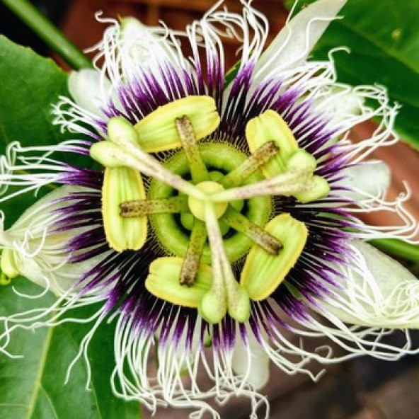 Nadir Passiflora Tohumu 3 Tohum Pasiflora Çarkı Felek + Süpriz - 5