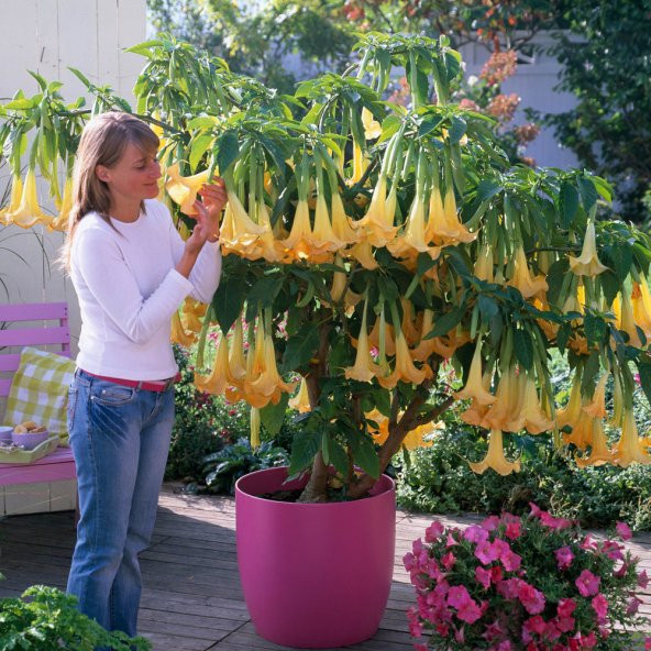 Angel Trumpet Ekim Seti 3 Tohum Meleklerin Borusu + Saksı+ Toprak - 2