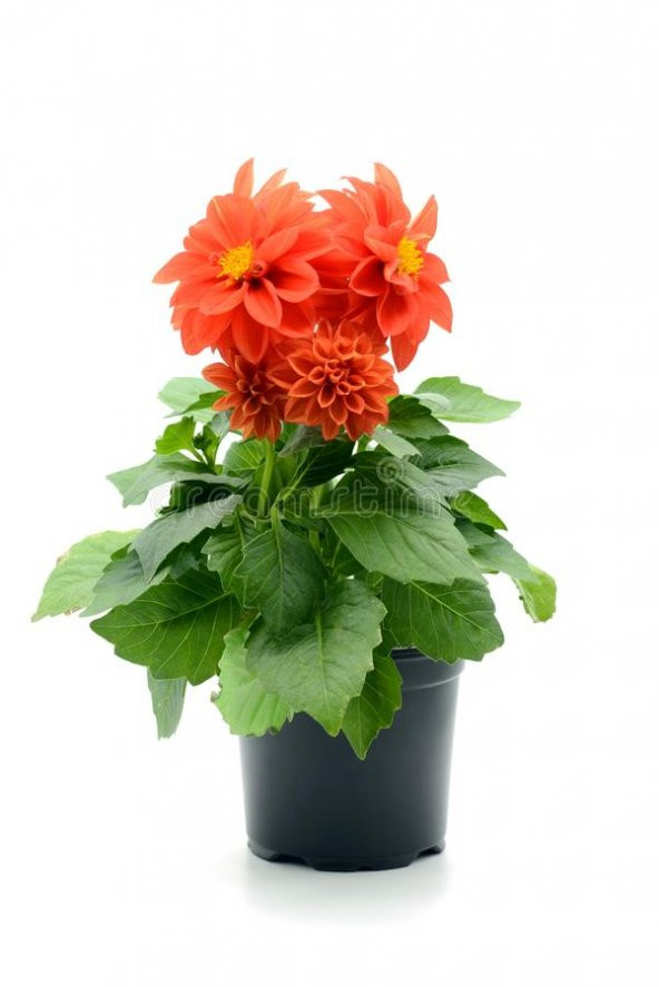 Karışık Dahlia Tohumu Ekim Seti 5 Tohum + Saksı + Toprak - 4