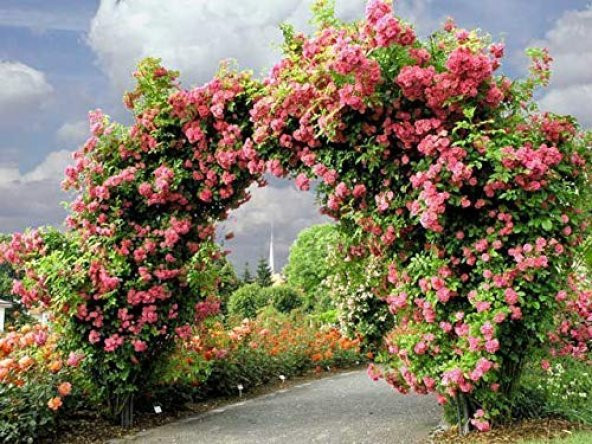 Pembe Sarmaşık Gül Tohumu 5 Tohum Yediveren Gül + Süpriz Hediye Tohum - 5