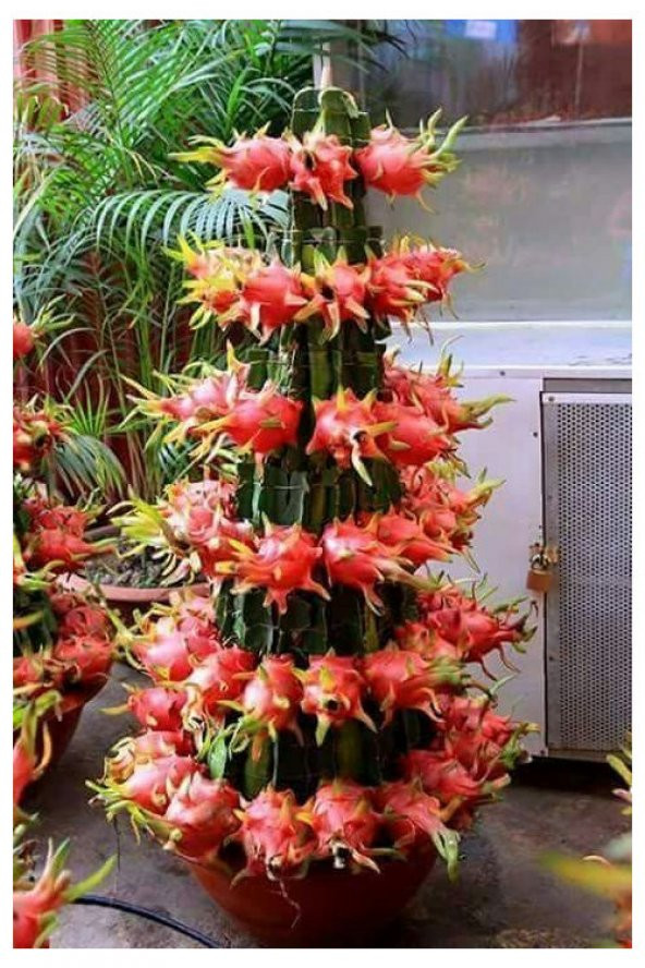 Saksılık Pitaya Tohumu Ekim Seti 5 Tohum + Saksı + Toprak +Hediye