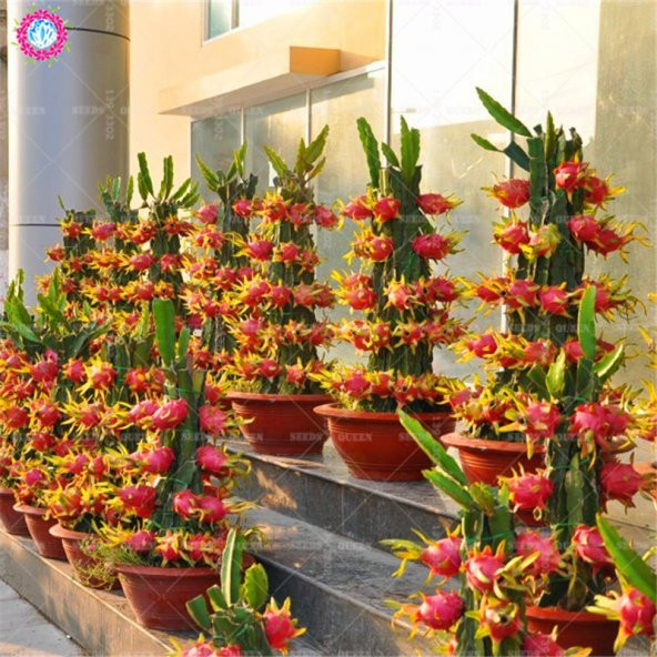 Saksılık Pitaya Tohumu Ekim Seti 5 Tohum + Saksı + Toprak +Hediye - 2