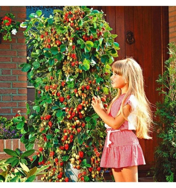 İthal Alman Çilek Ağacı Tohumu Ekim Seti 10 Tohum +Saksı+ Toprak