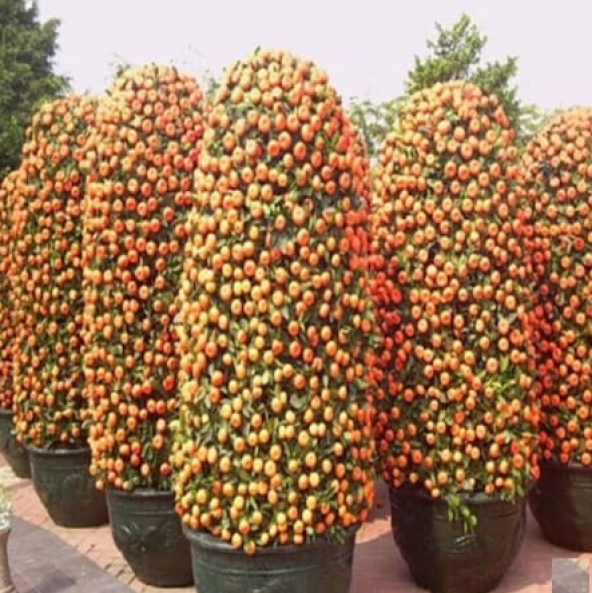 Bodur Mandalina Ağacı Tohumu 3 Tohum + Süpriz Hediye Tohum