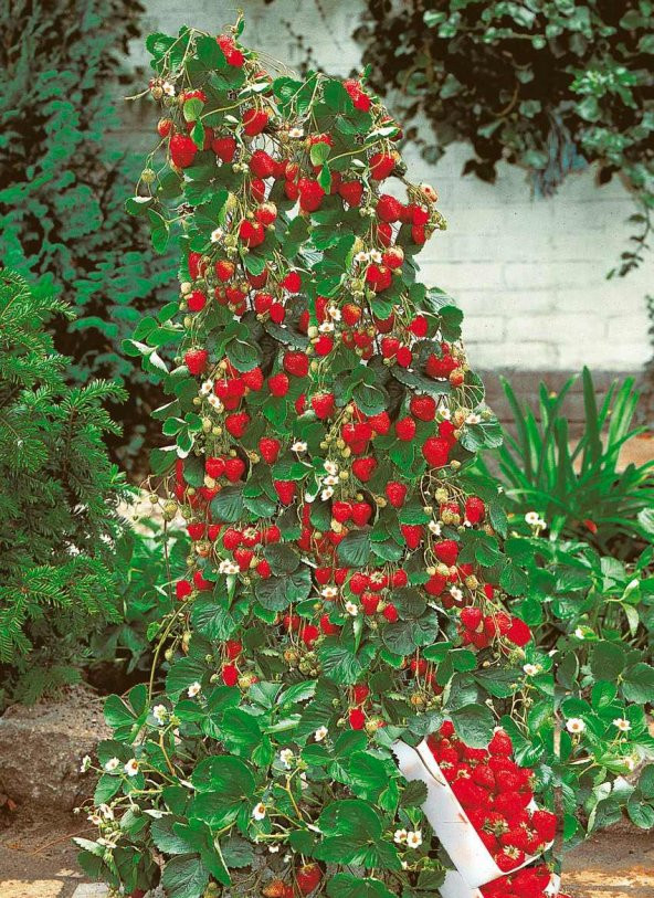 İthal Alman Çilek Ağacı Tohumu Ekim Seti 10 Tohum +Saksı+ Toprak - 2