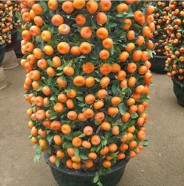 Bodur Mandalina Ağacı Tohumu 3 Tohum + Süpriz Hediye Tohum - 2