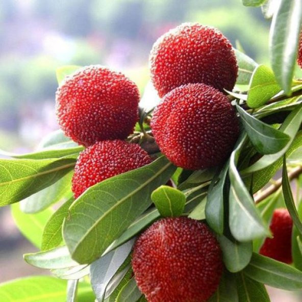 Tropikal Myrica Çin Çileği Tohumu Ekim Seti 2 Tohum +Saksı+Toprak - 2
