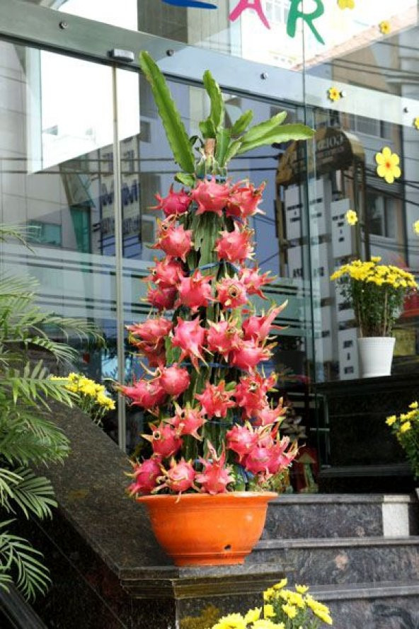 Saksılık Pitaya Tohumu Ekim Seti 5 Tohum + Saksı + Toprak +Hediye - 4