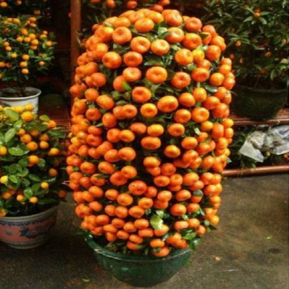 Bodur Mandalina Ağacı Tohumu 3 Tohum + Süpriz Hediye Tohum - 3