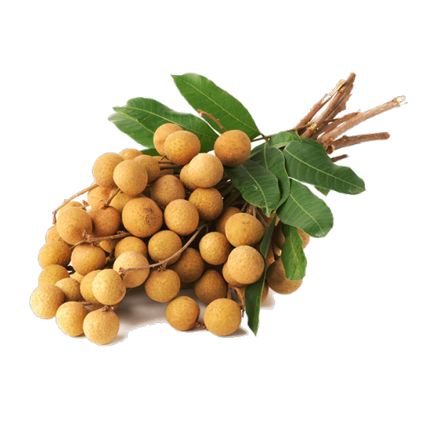 İthal Ejder Gözü Meyvesi Tohumu Ekim Seti 1 Tohum + Saksı+ Toprak - 2