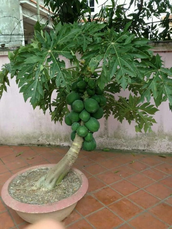 Bodur Papaya Ağacı Tohumu Ekim Seti 3 Tohum +Saksı+Toprak+Hediye - 3