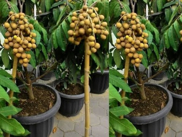 İthal Ejder Gözü Meyvesi Tohumu Ekim Seti 1 Tohum + Saksı+ Toprak - 3