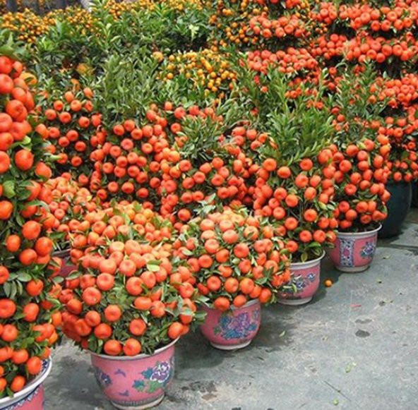 Bodur Mandalina Ağacı Tohumu 3 Tohum + Süpriz Hediye Tohum - 5