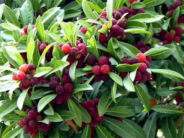 Tropikal Myrica Çin Çileği Tohumu Ekim Seti 2 Tohum +Saksı+Toprak - 3