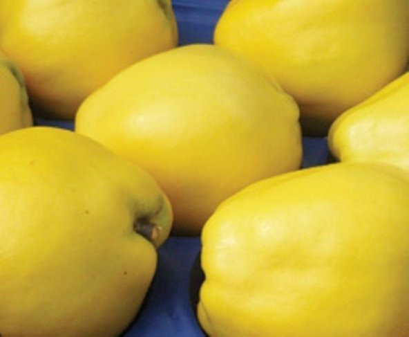 Tüplü Tam Bodur Limon Ayva Fidanı(Anaç Ba29)