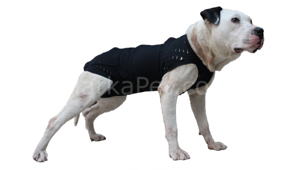 Win Pet Ameliyat Sonrası Köpek Elbisesi M 64*60 cm